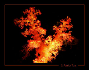 By nigth, the soft corail looks like fire - Sudan - Lumix... by Patrick Tutt 